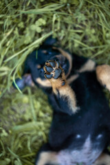 Rottweilerwelpe Pfote