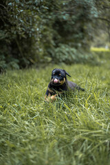 Rottweilerwelpe im Sprung