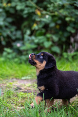 Neugieriger Rottweilerwelpe
