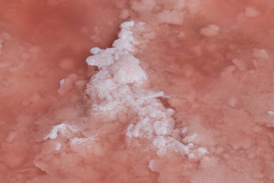 Pink salt on surface of salty pink lake, close-up. Healthy product used in cosmetology and alternative medicine. Unique color of the lake is given by halophile microalgae Dunaliella salina