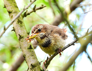female bluethroat sitting on a branch catched a locust