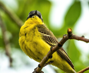 western yellow wagtail sitting on a branch