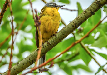 western yellow wagtail sitting on a branch