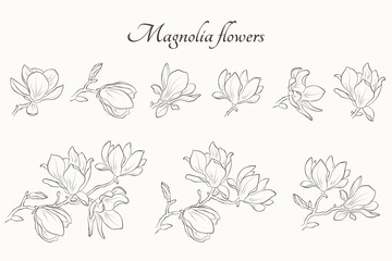 magnolia flower set. hand drawn contour flourish illustration. floral element for greeting invitation design © Назарій