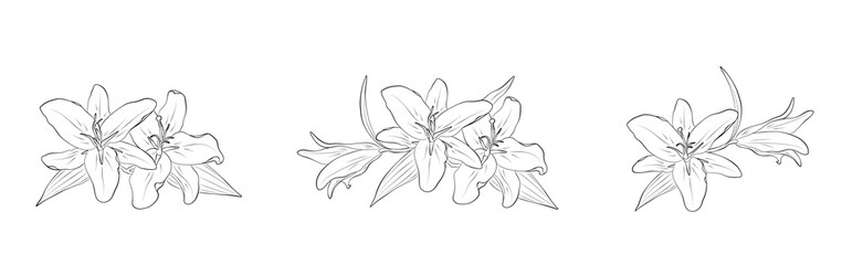 Fototapeta na wymiar lily flowers set. hand drawn contour flourish illustrations. sketch element for greeting card and invitation design
