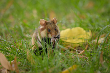 A European hamster in a meadow looking for food