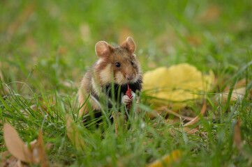 A European hamster in a meadow looking for food