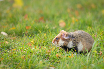 A European hamster in a meadow looking for food
