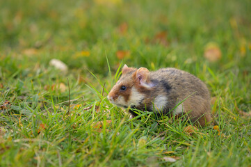 Naklejka na ściany i meble A European hamster in a meadow looking for food