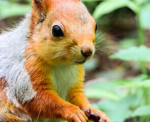 red squirrel in the forest