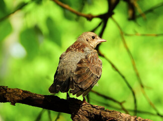 young fieldfare sitting on a branch and looking