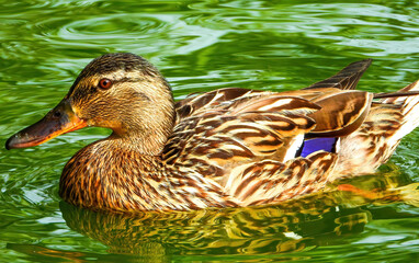 female mallard duck swimming on the water and looking