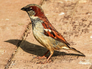 male house sparrow standing on a deck