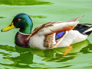 male mallard duck on the water