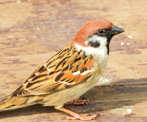 eurasian tree sparrow looking from the deck