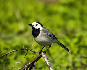 white wagtail sitting on a dry burdock