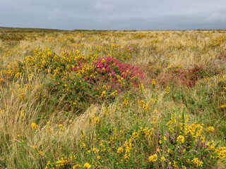Empty moore landscape in England with common gorse 'Ulex europaeus', also called furze or whin, and...