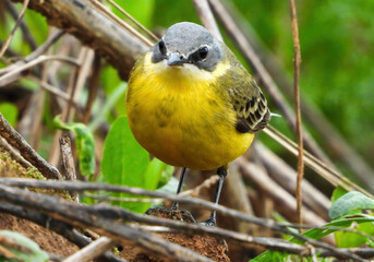 western yellow wagtail standing on the ground