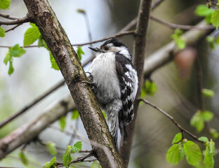 lesser spotted woodpecker sitting on a branch