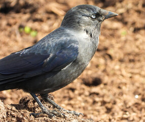 Fototapeta premium western jackdow standing on the ground
