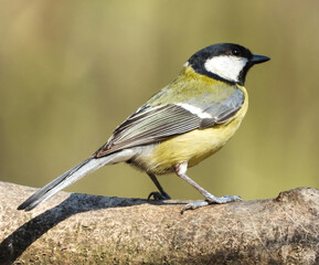 Obraz premium great tit sitting on a branch