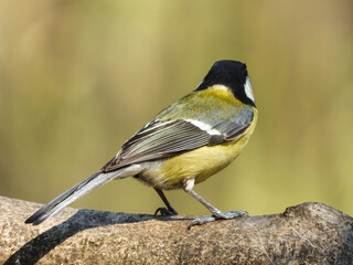 great tit sitting on a branch
