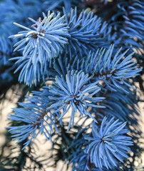 Naklejka na ściany i meble braches of a blue spruce tree