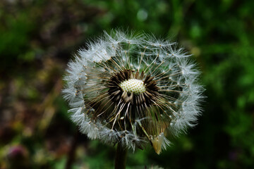 dandelion head