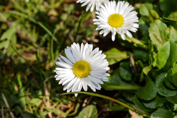 daisy flower