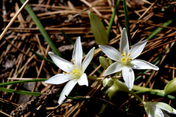 white crocus flower