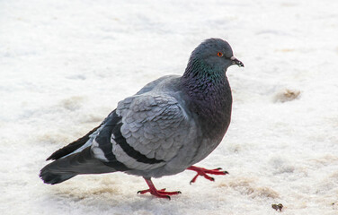 dove walking in the snow in the park