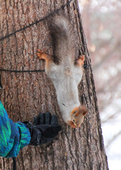 feeding of a squirrel on a tree in the park