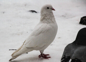 white dove standing in the snow