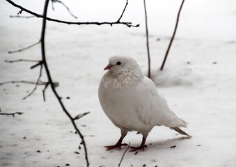 white dove standing in the snow