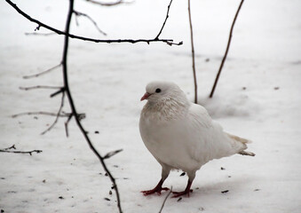 white dove standing in the snow