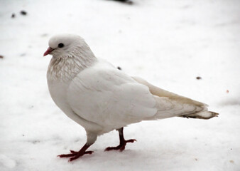 white dove walking in the snow