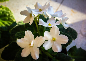 Naklejka na ściany i meble white anemone flowers in the greenhouse