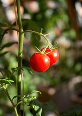 red cherry tomatoes on a bush in the greenhouse