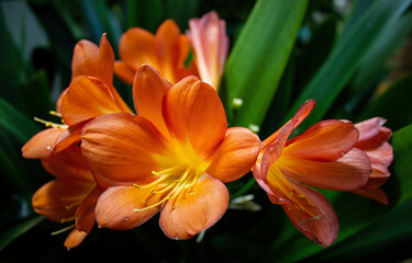 orange flowers in the greenhouse