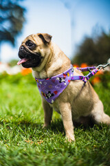 PUG PARQUE 