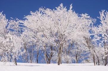 青空に映える霧氷林