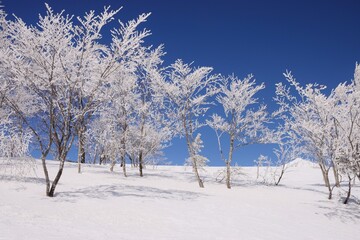 青空に映える霧氷林