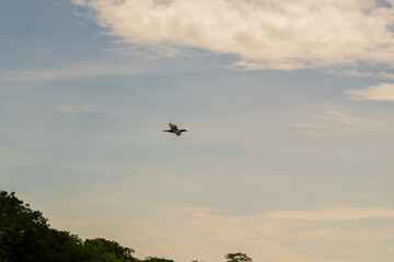 bird in the sky