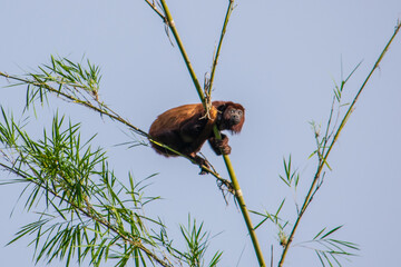 wild Howler monkey