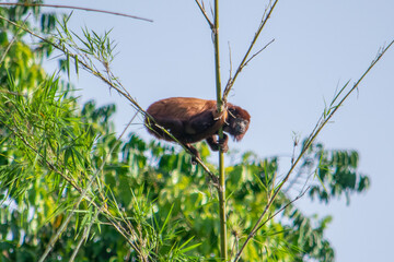 wild Howler monkey