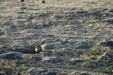 Kit fox in the hole - Great Basin desert, Nevada