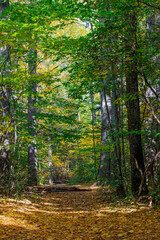 Obraz premium autumn day on the trail at willard brook state forest