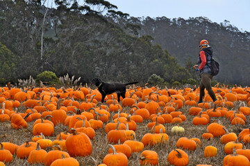 Dog leads way through pumpkin patch to find the “Perfect” shape for a Jack-o'-lantern. “Tail Meter” reads positive! Half Moon Bay, California  - obrazy, fototapety, plakaty