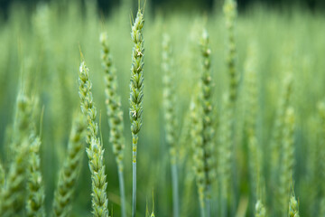 Fototapeta na wymiar Green wheat field. Juicy fresh ears of young green wheat on nature in spring or summer field. Ears of green wheat close up. Background of ripening ears of a wheat field. Rich harvest concept
