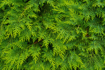 Fresh green pine leaves. Oriental Arborvitae. Thuja orientalis (also known as Platycladus orientalis). Leaf texture background for design foliage pattern and backdrop 